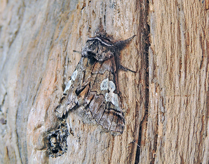 Diloba caeruleocephala Noctuidae